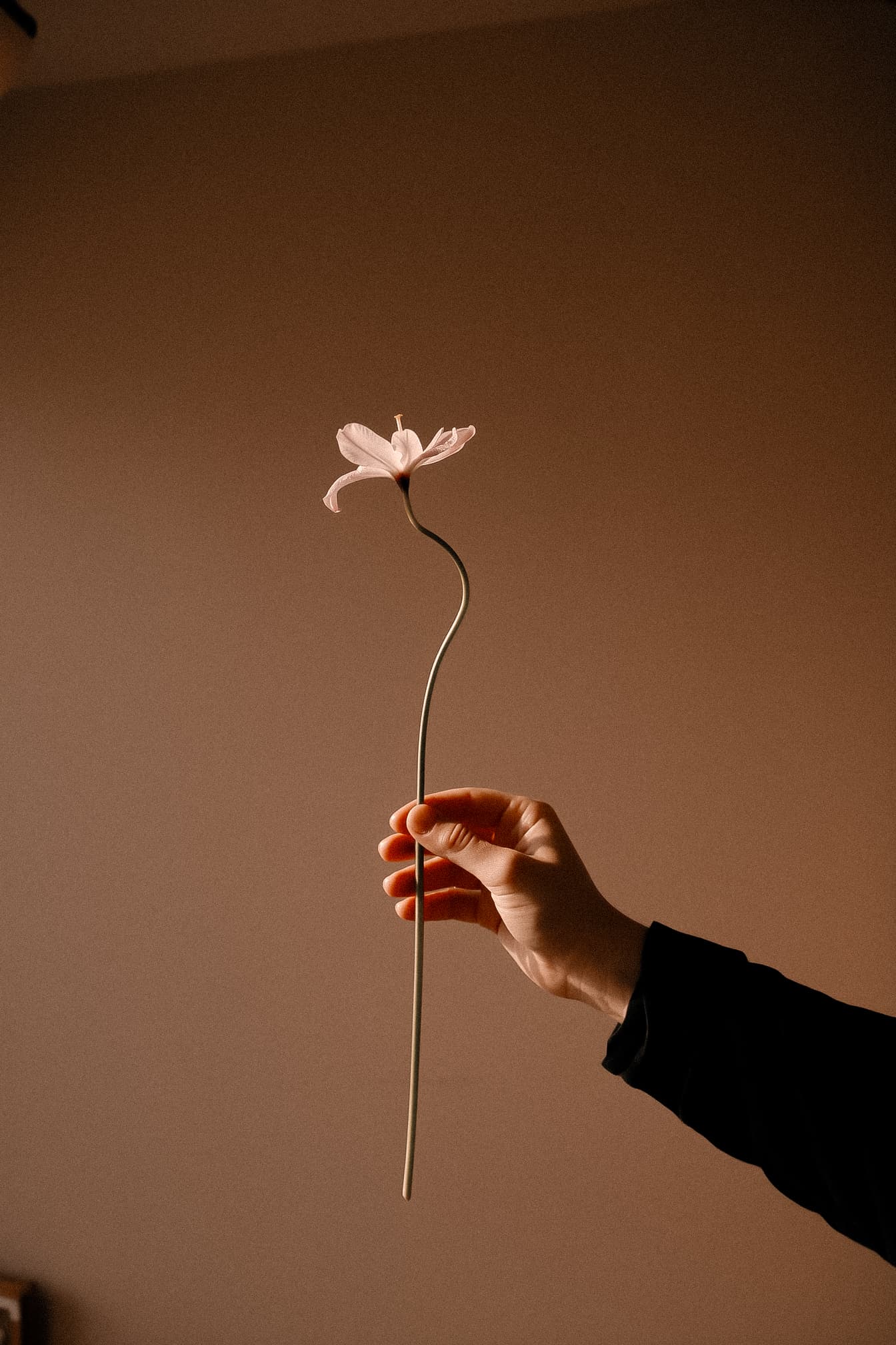 Hand holding a single flower against warm wall