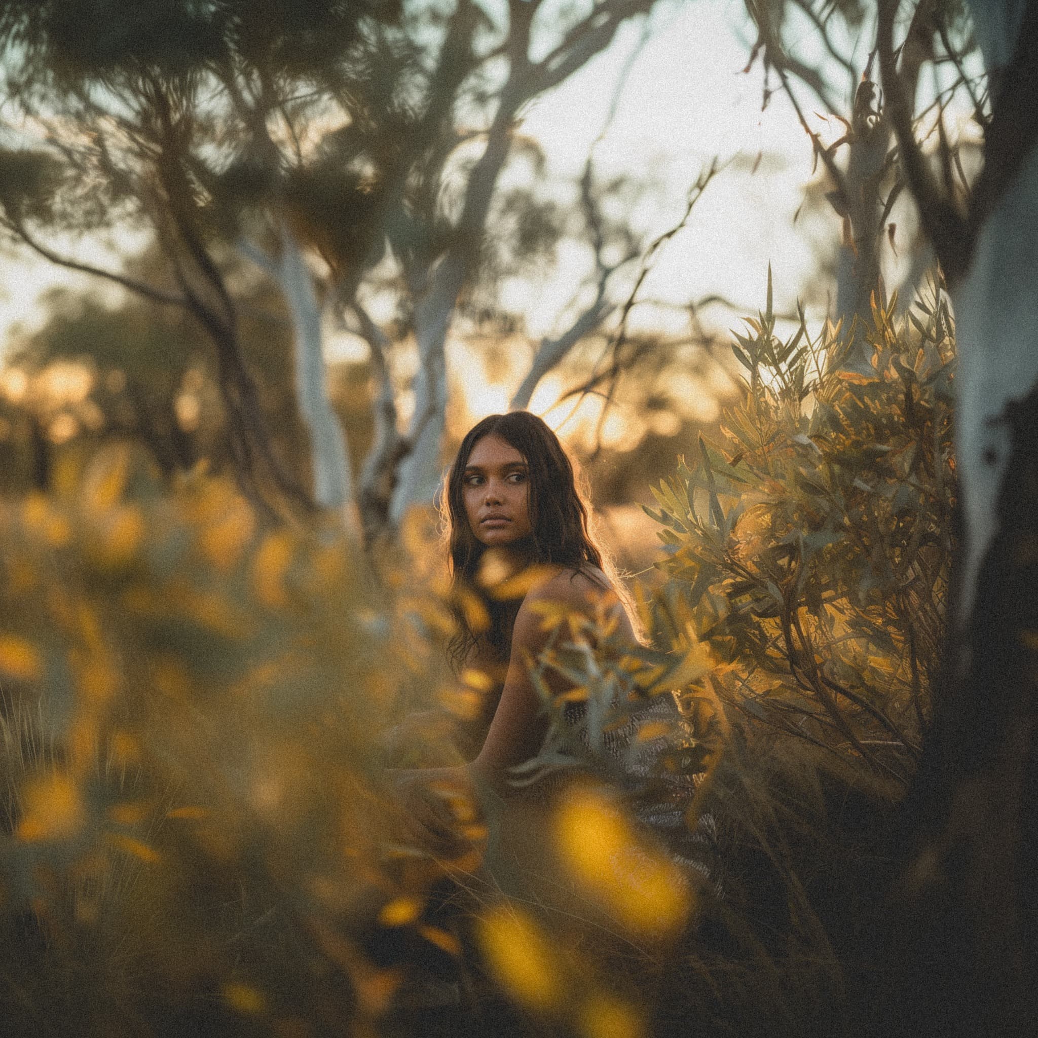 Golden wildflowers at sunset